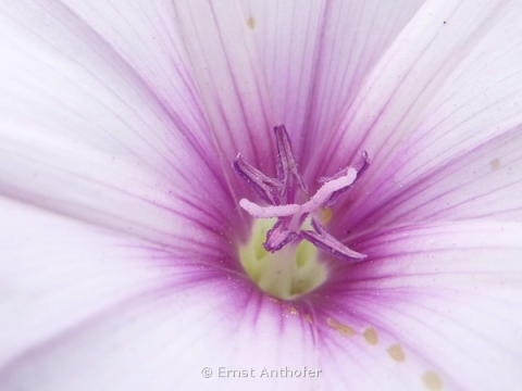 Portfolio - Ernst Anthofer