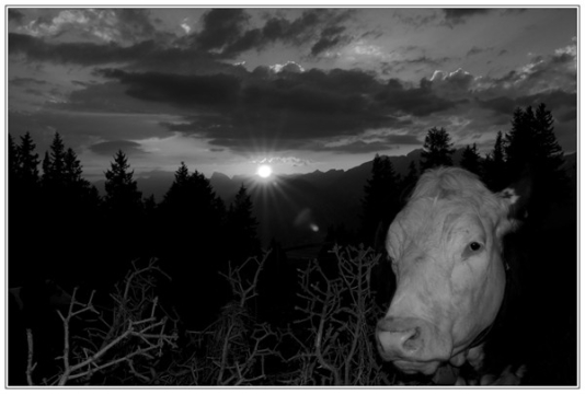 Portfolio - Raimund Trebo