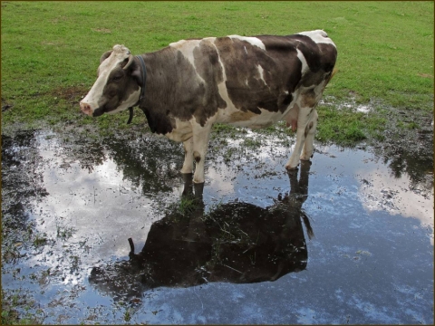 TW-2015 - Spiegelungen