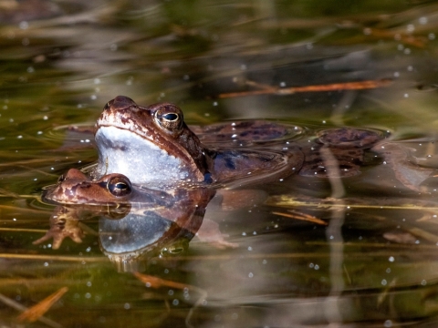 TW-2015 - Spiegelungen