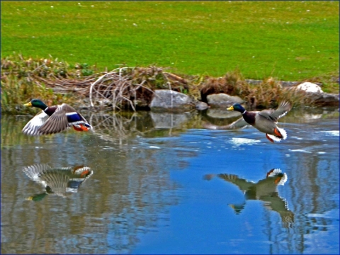 TW-2015 - Spiegelungen