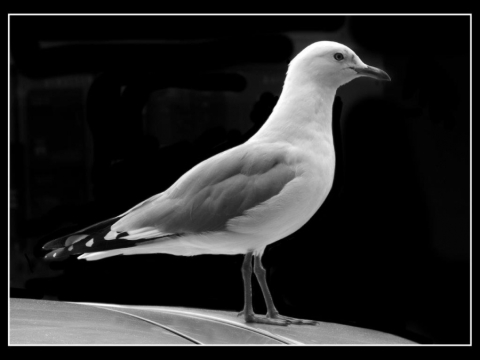 TW-2016 - Schwarz - Weiss
