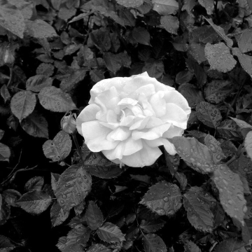 TW-2016 - Schwarz - Weiss