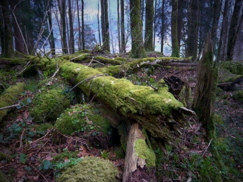 TW-2019 - Bäume