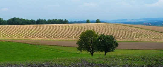 TW-2019 - Bäume