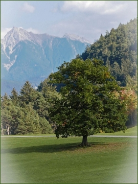 TW-2019 - Bäume