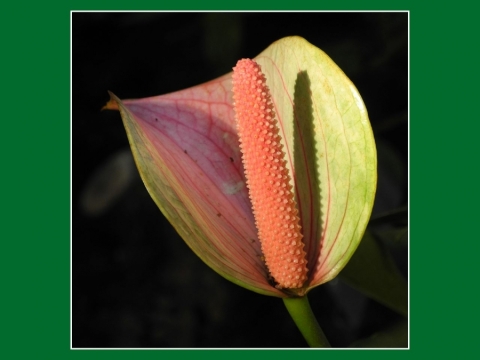 TW-2020 - Natur