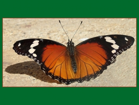 TW-2020 - Natur