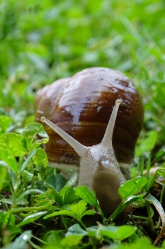 TW-2020 - Natur