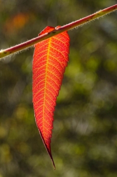 TW-2020 - Natur
