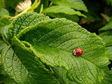 TW-2020 - Natur