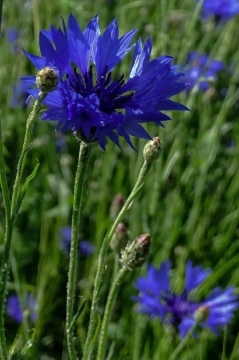TW-2020 - Natur