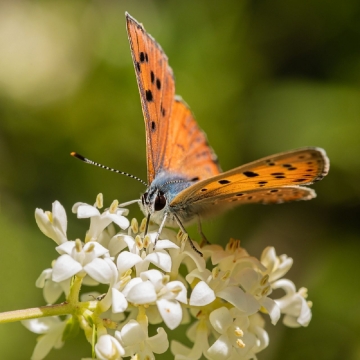 TW-2020 - Natur