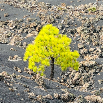 VM-2025 - Charly Grünerbl