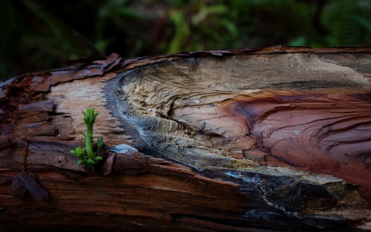 VM-2025 - Martin Heuschneider