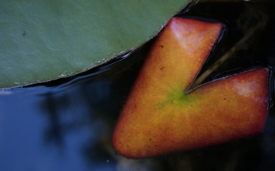 VM-2025 - Martin Heuschneider