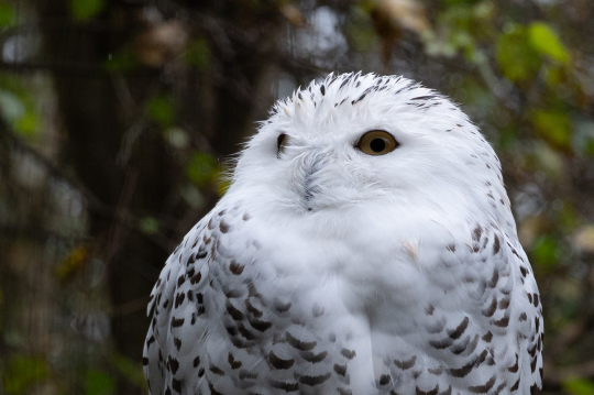 VM-2025 - Raimund Trebo